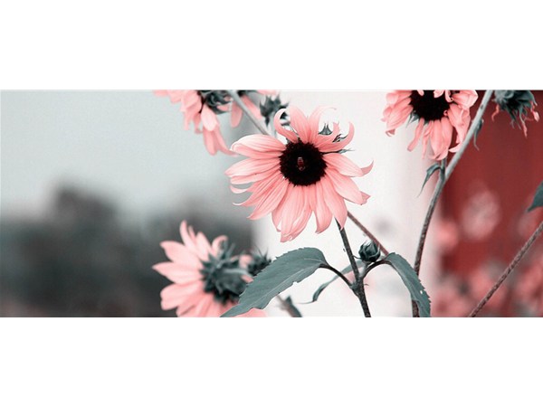 電子商務(wù)和網(wǎng)絡(luò)營(yíng)銷有什么不同之處和相同之處嗎？